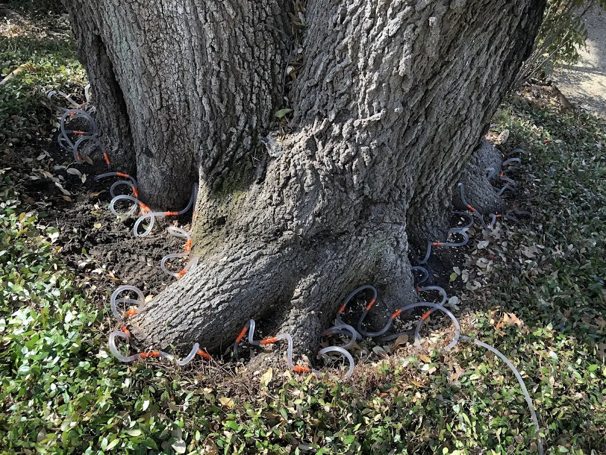 Detailed Tree Cabling and Bracing job site in Barnsdall