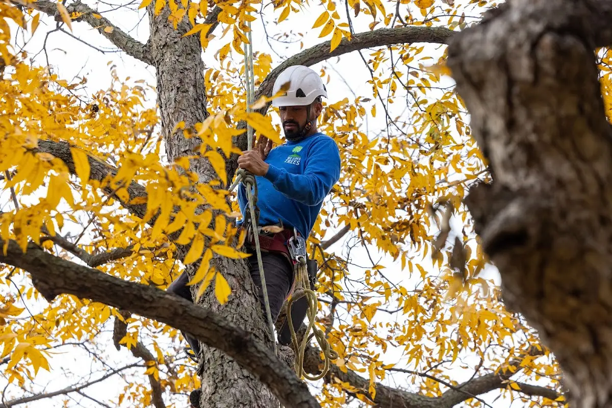 Skilled Tree Transplanting crew working in Barnsdall